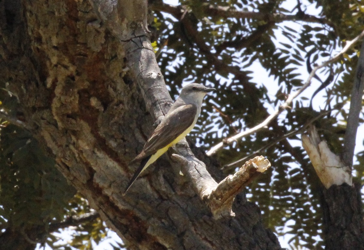 Western Kingbird - ML638765951