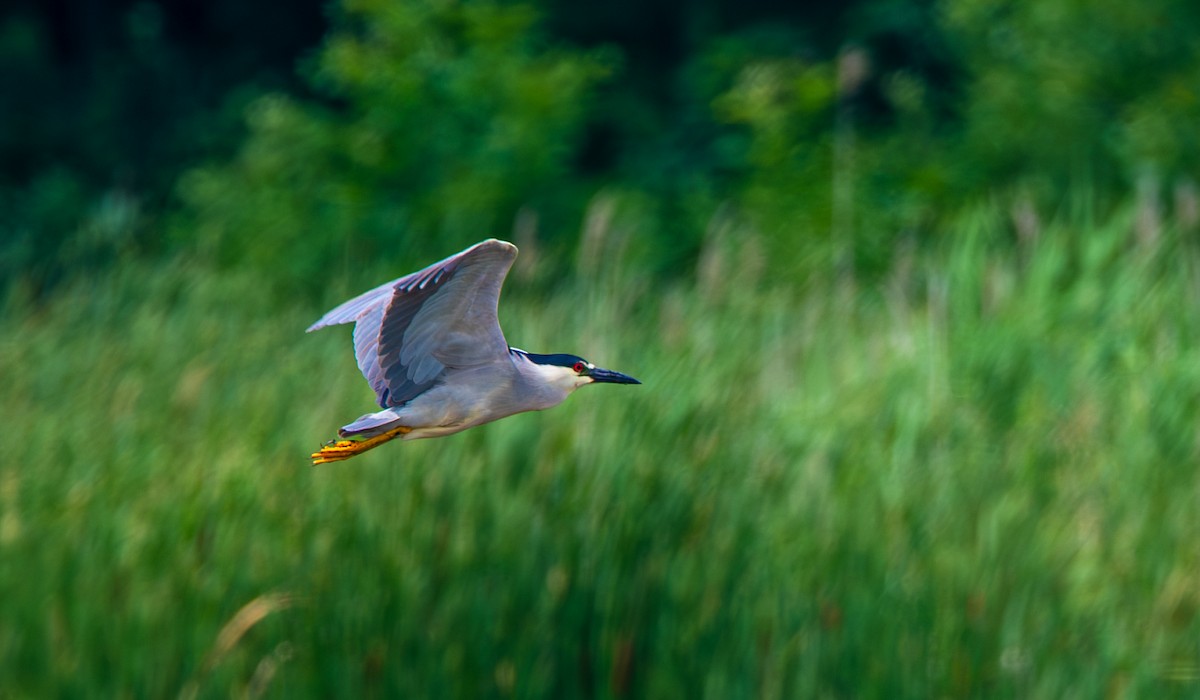 Black-crowned Night Heron - ML638765952