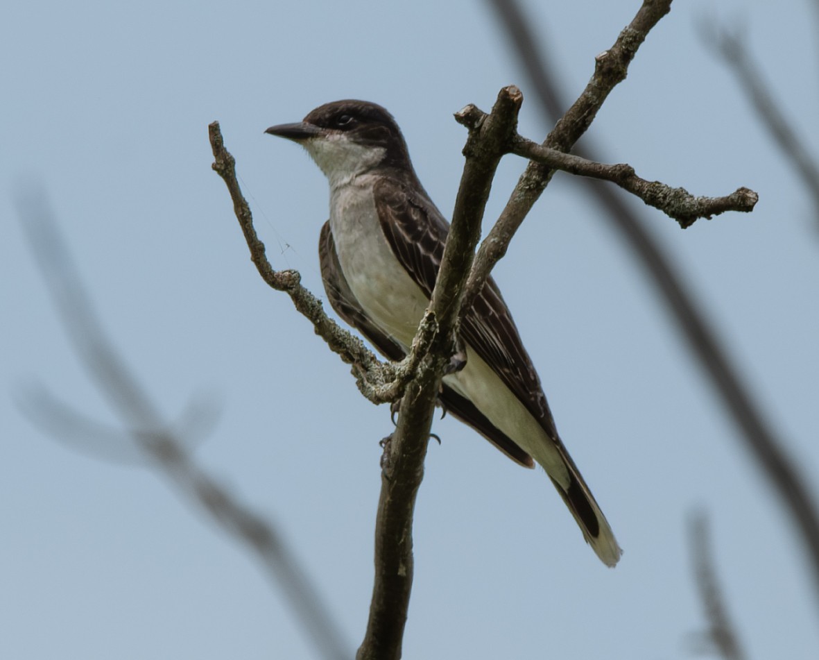 Eastern Kingbird - ML638765959