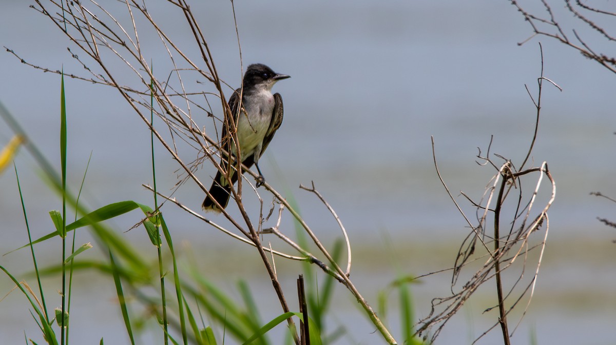 Eastern Kingbird - ML638765960