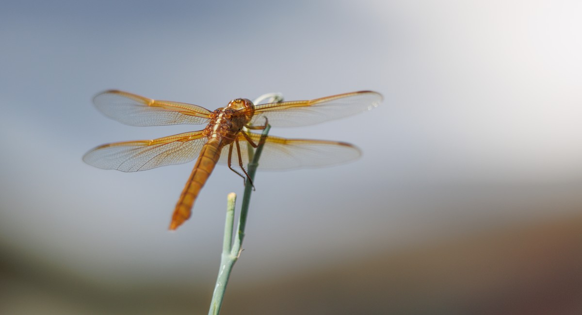 Insects - ML638765964
