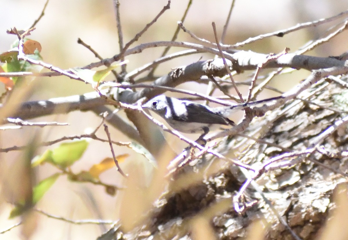 Blue-gray Gnatcatcher - ML638766012