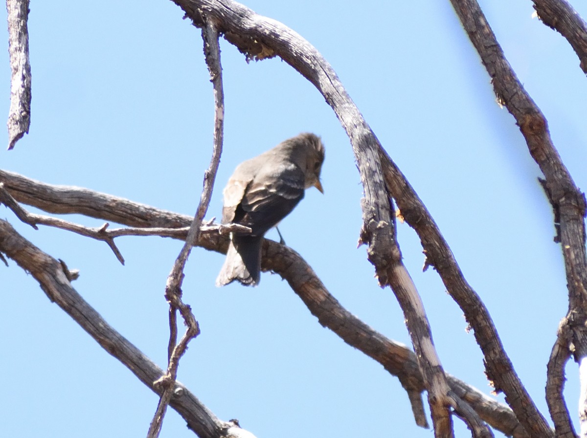 Western Flycatcher (Cordilleran) - ML638766013