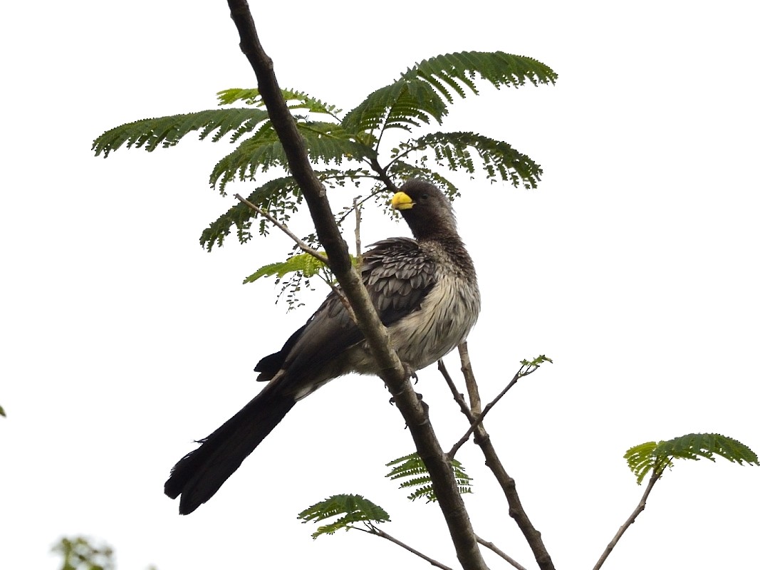 Turaco Gris Occidental - ML638766104