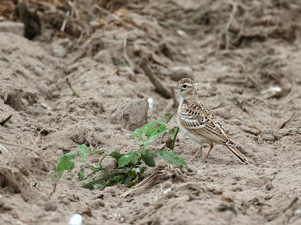 Terrera Común - ML638766122