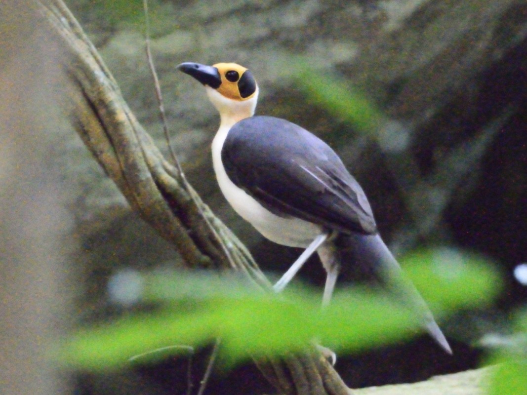 White-necked Rockfowl - ML638766160