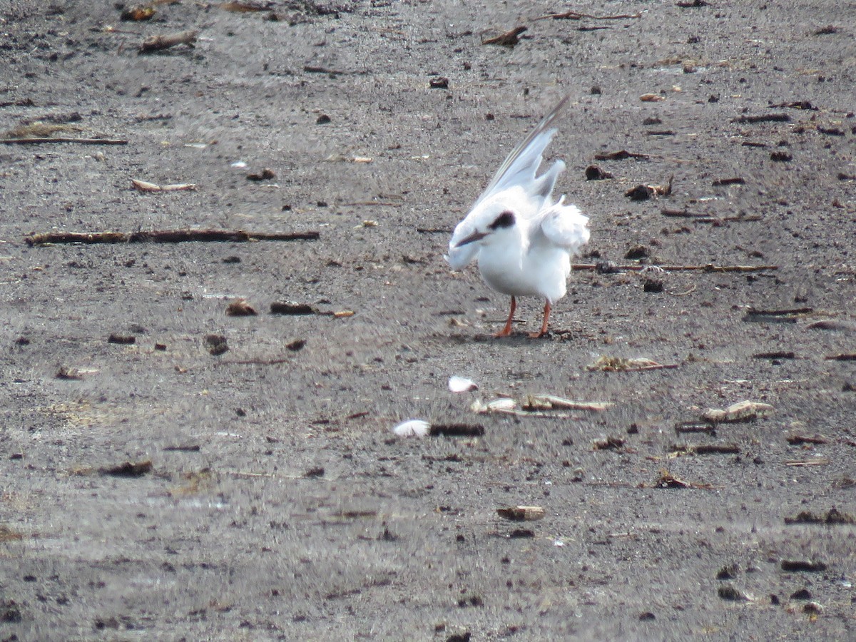 Forster's Tern - ML638766165
