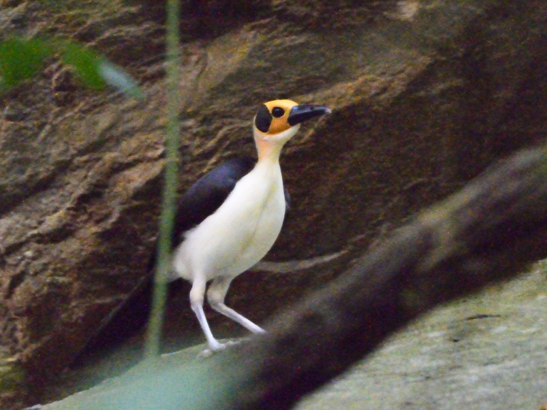 White-necked Rockfowl - ML638766176