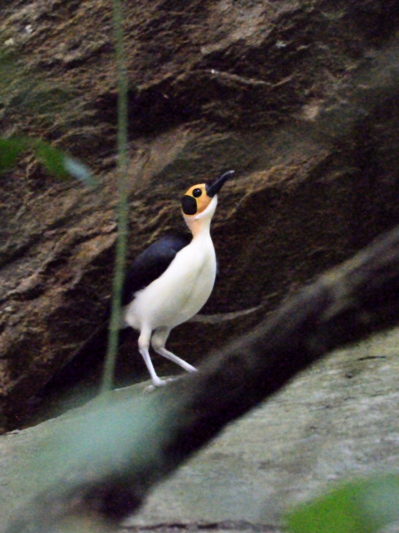 White-necked Rockfowl - ML638766178