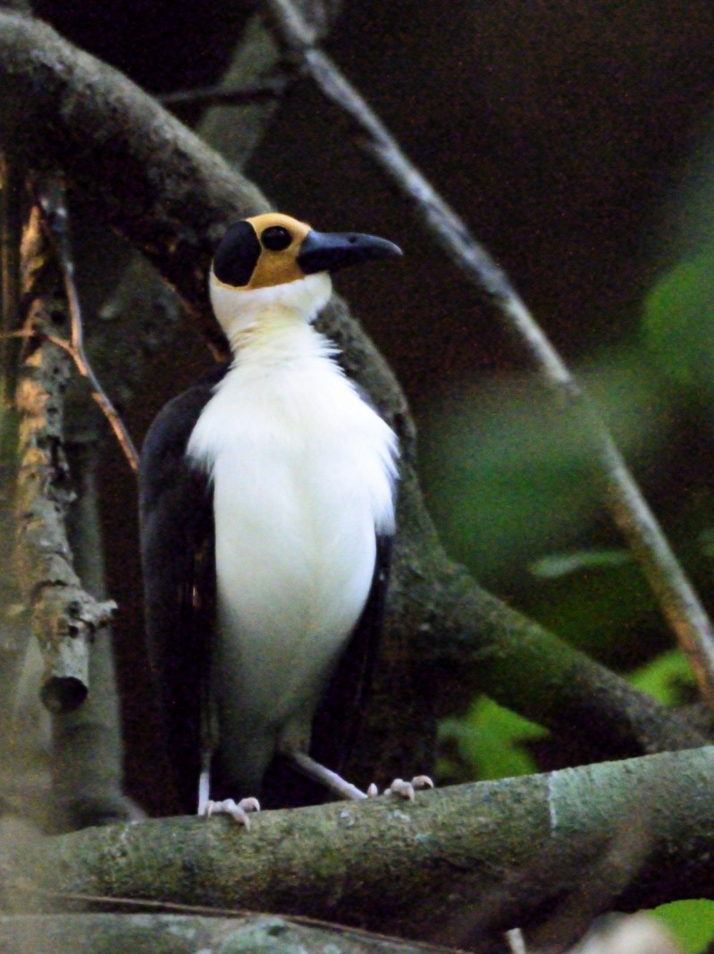 White-necked Rockfowl - ML638766183