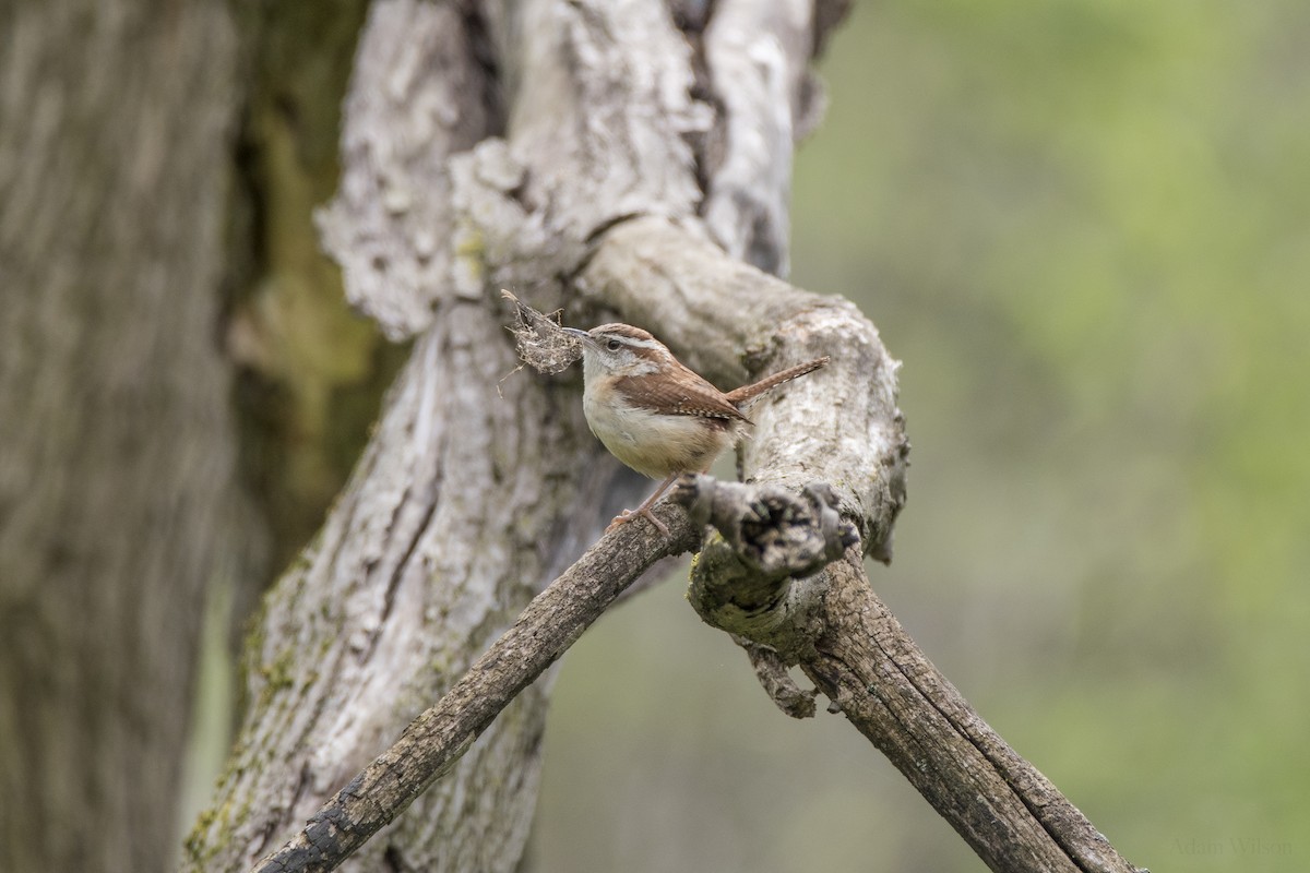 Carolina Wren - ML638766227