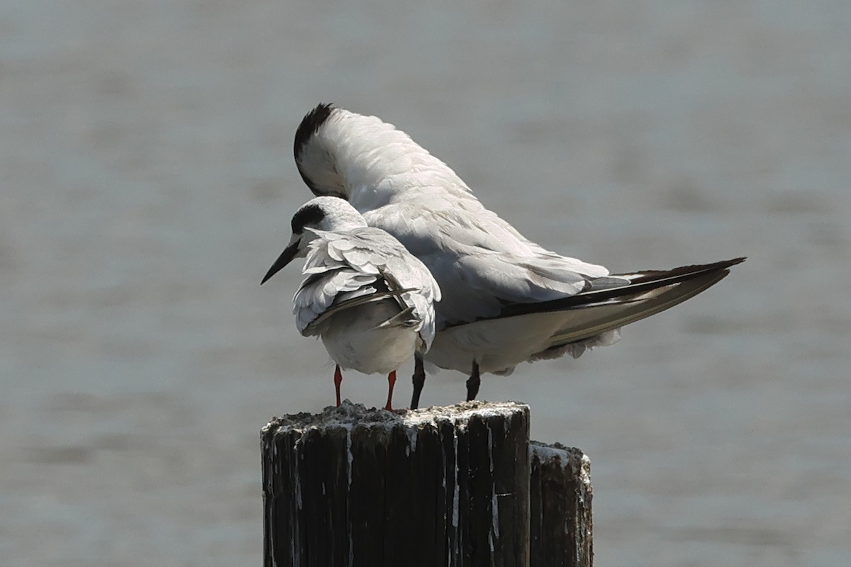 Forster's Tern - ML638766272