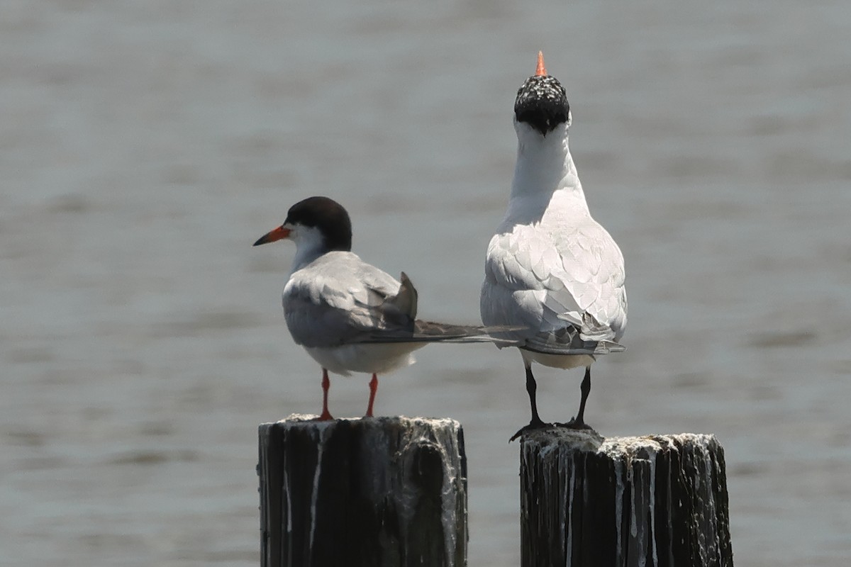 Common Tern - ML638766273