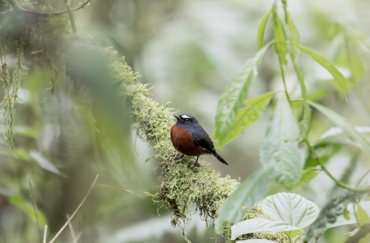 Chestnut-bellied Chat-Tyrant - ML638766291