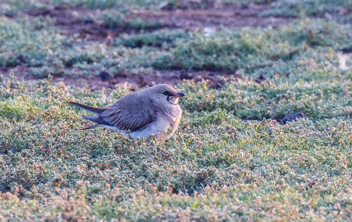 Collared Pratincole - ML638766296