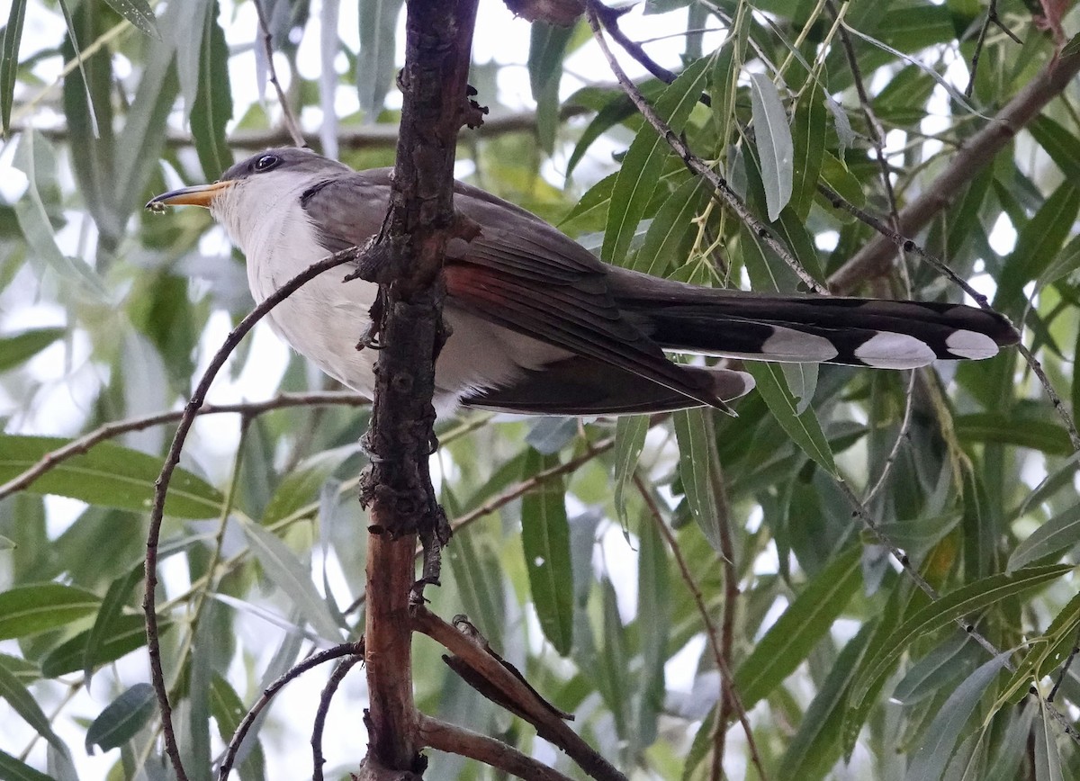 Yellow-billed Cuckoo - ML638766371