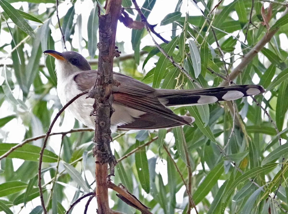 Yellow-billed Cuckoo - ML638766382