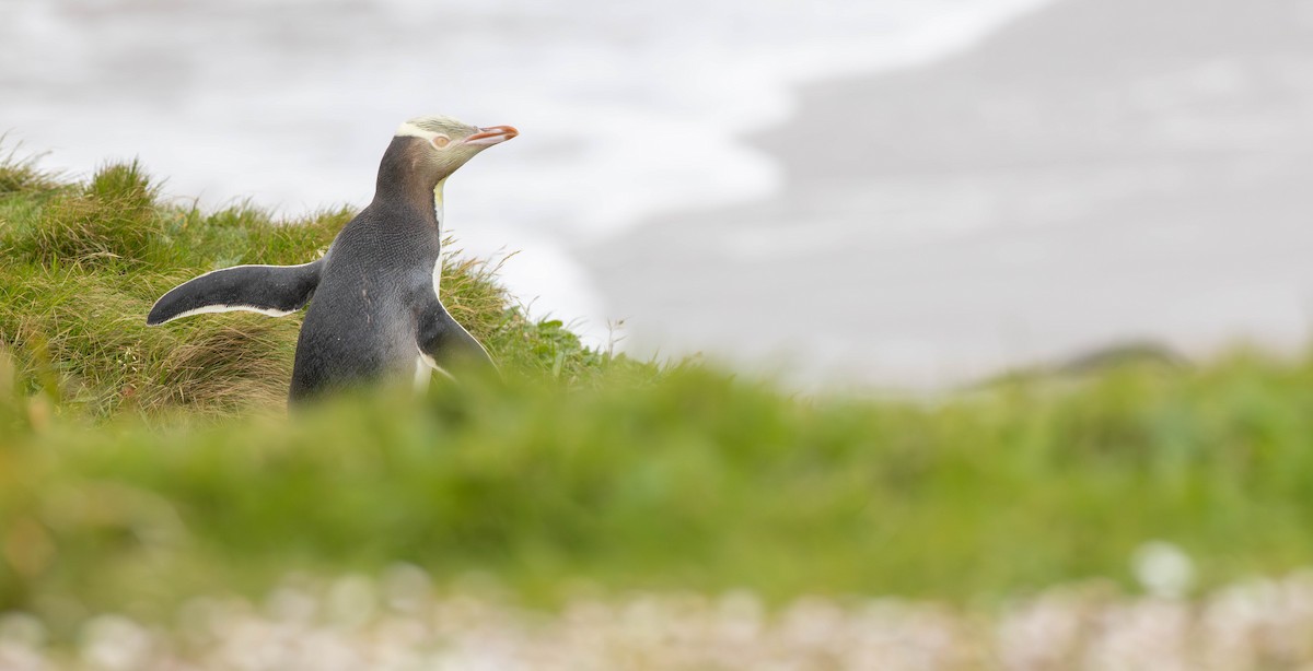 Yellow-eyed Penguin - ML638766394