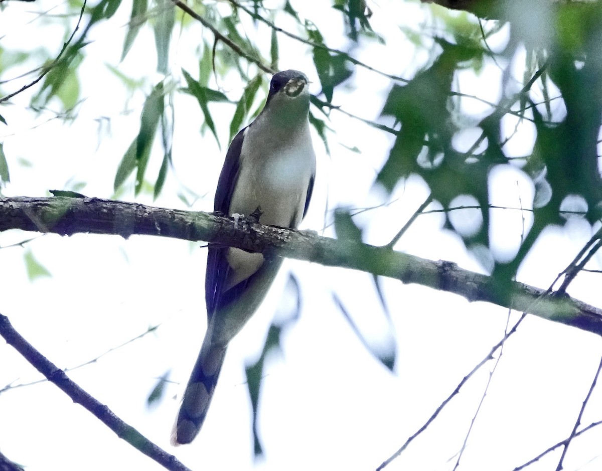 Yellow-billed Cuckoo - ML638766395