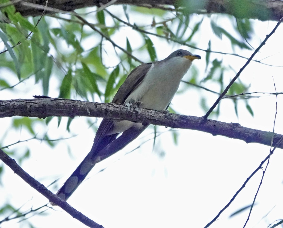 Yellow-billed Cuckoo - ML638766396