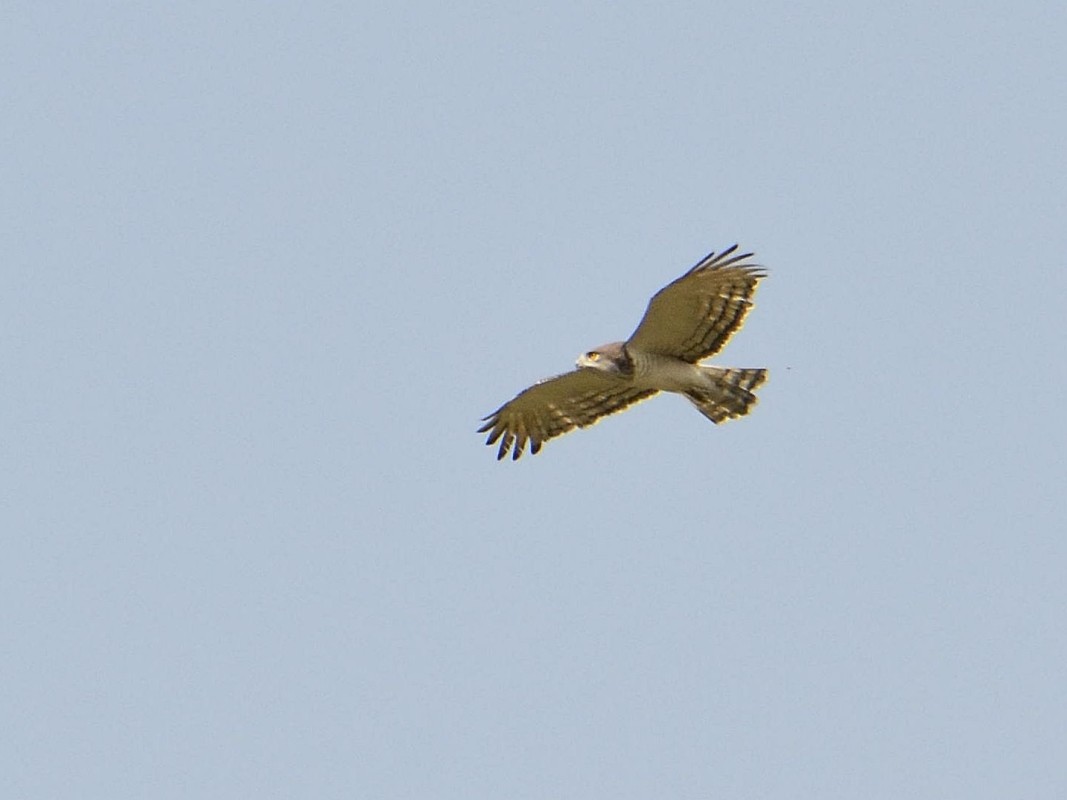 Beaudouin's Snake-Eagle - ML638766402