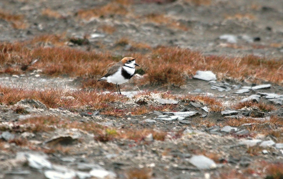 Two-banded Plover - ML638766441