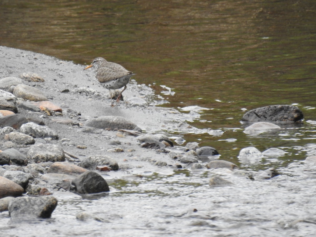 Spotted Sandpiper - ML638766454