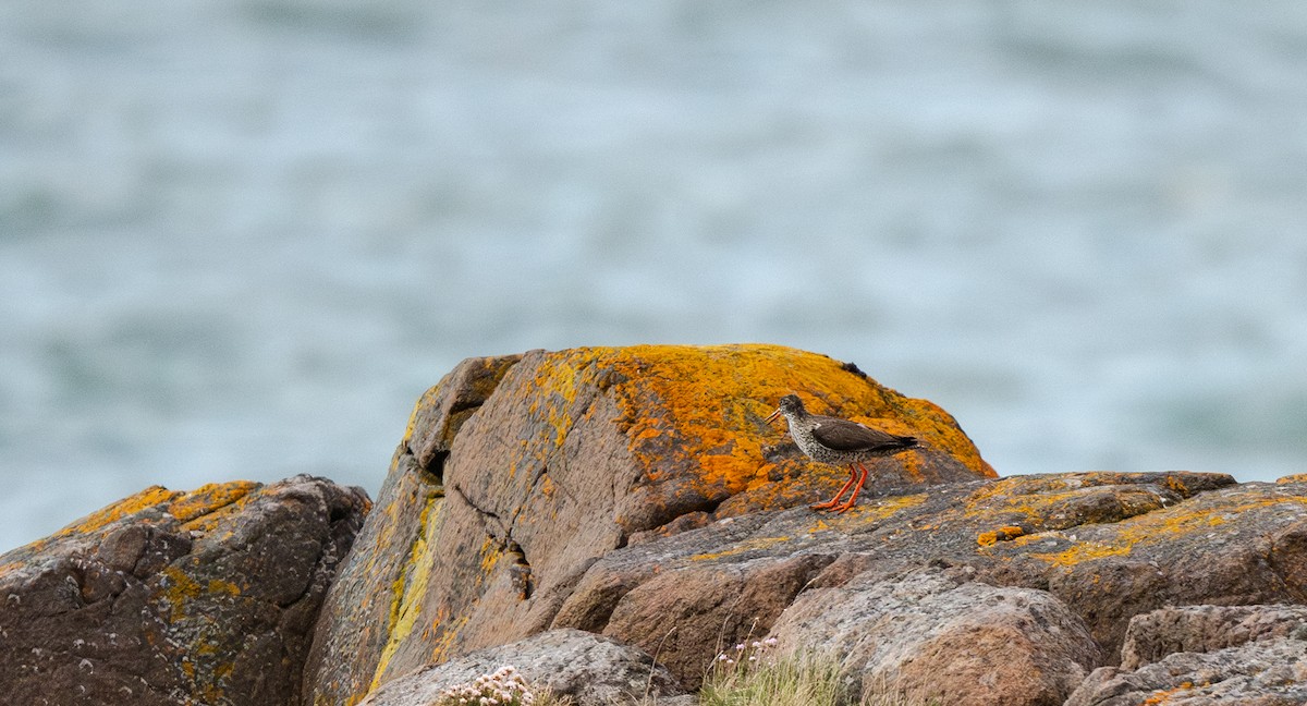Common Redshank - ML638766460