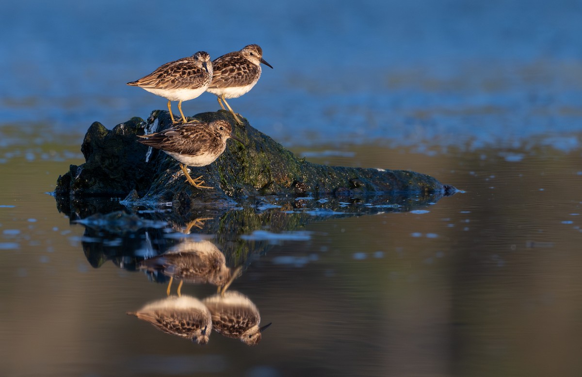 Least Sandpiper - ML638766480
