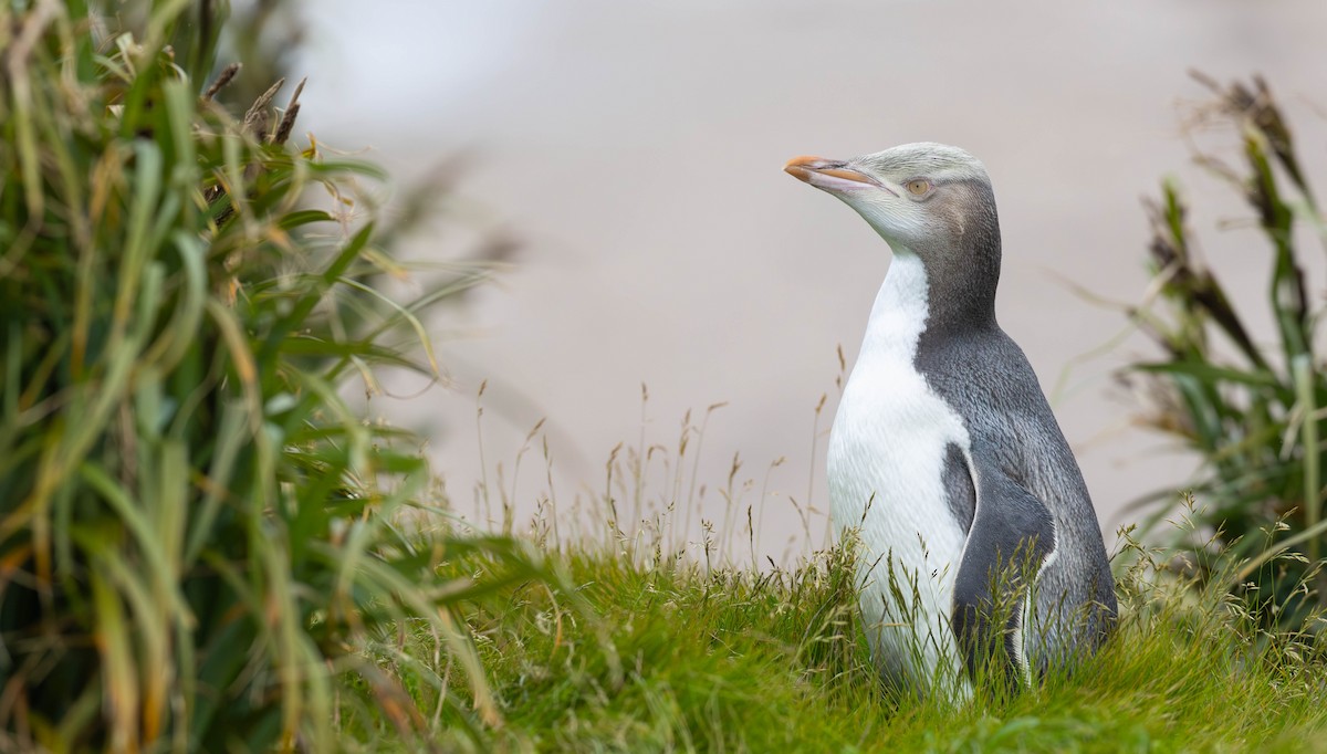 Yellow-eyed Penguin - ML638766481