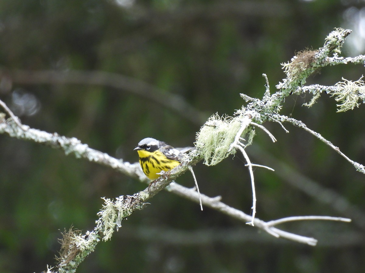 Magnolia Warbler - ML638766491