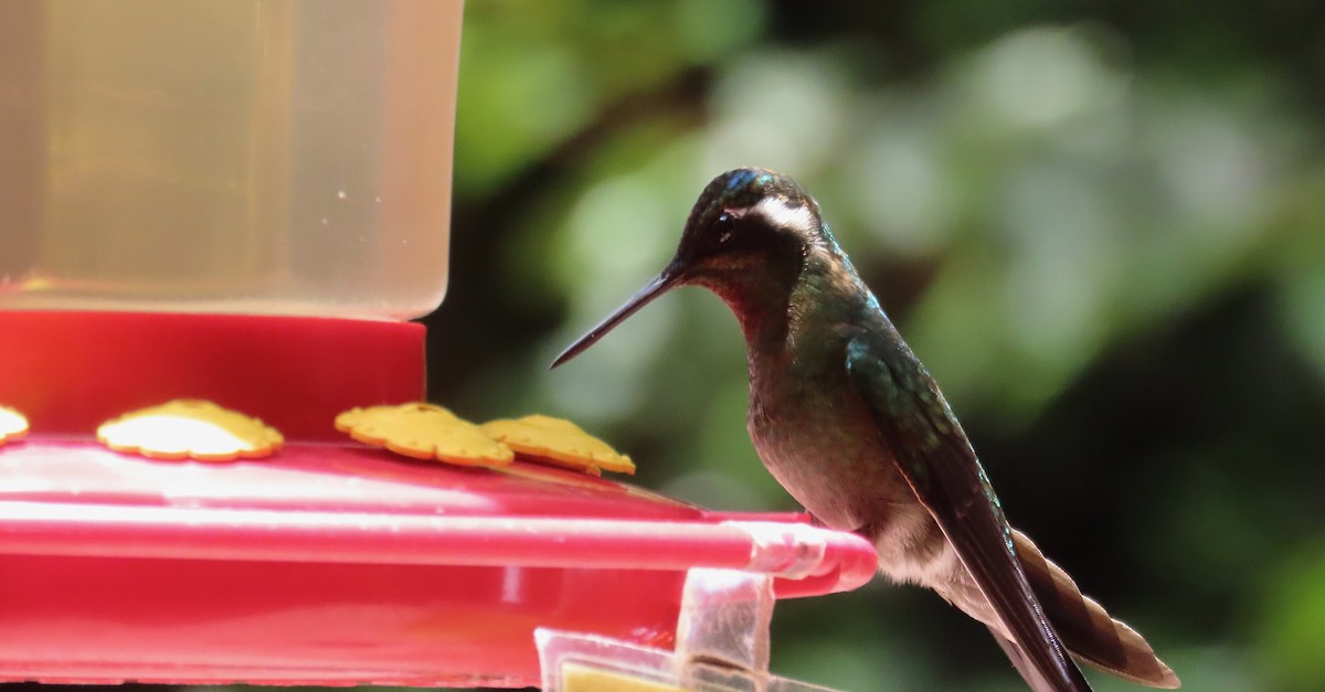 Purple-throated Mountain-gem - ML638766498