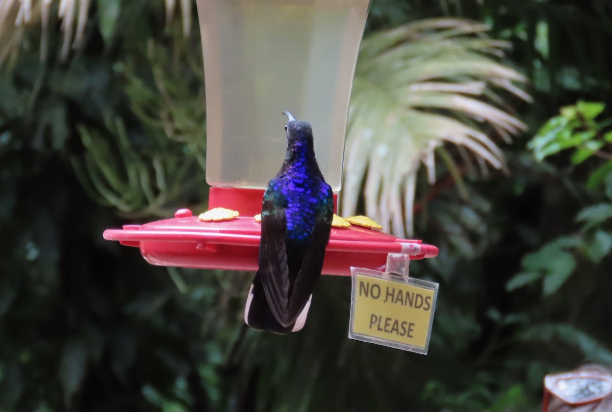 Violet Sabrewing - ML638766506