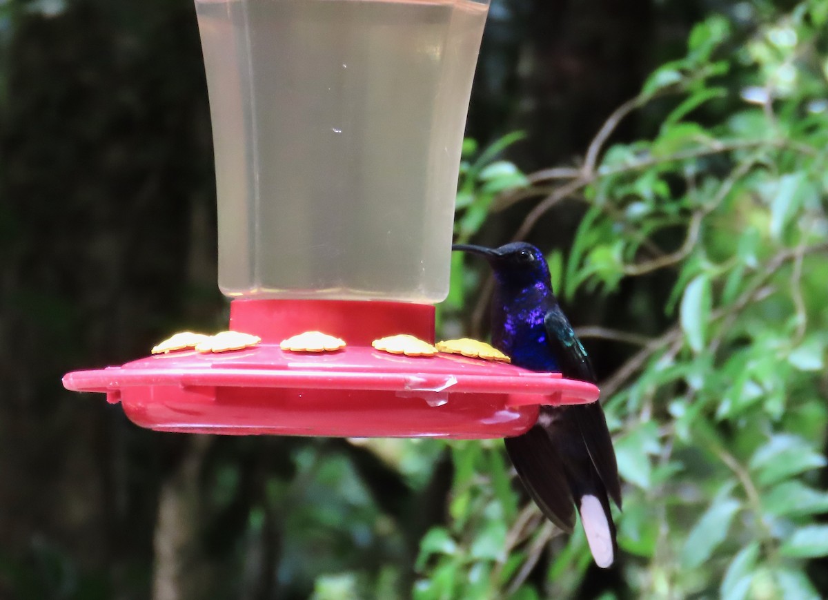Violet Sabrewing - ML638766507