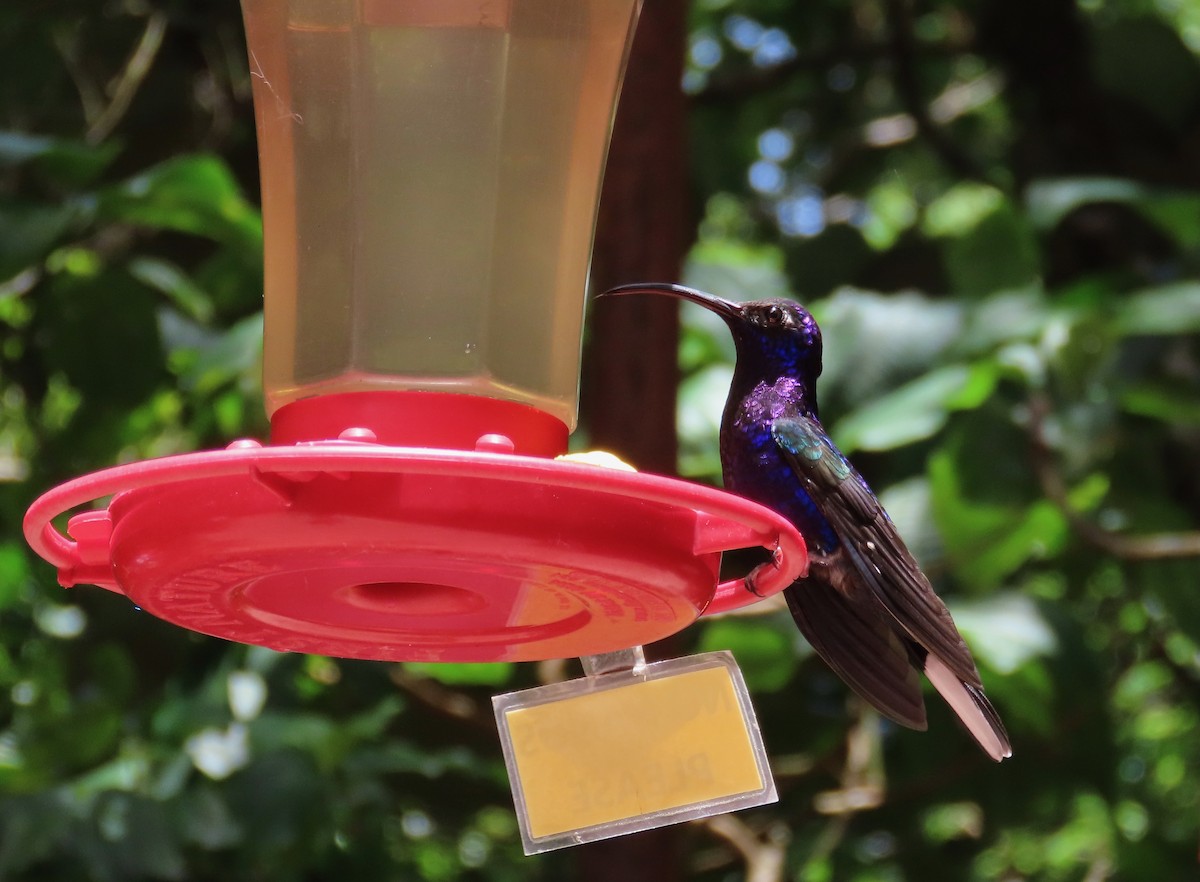 Violet Sabrewing - ML638766508