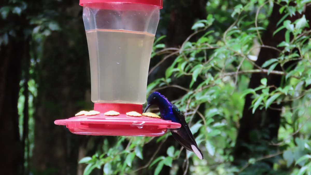 Violet Sabrewing - ML638766509