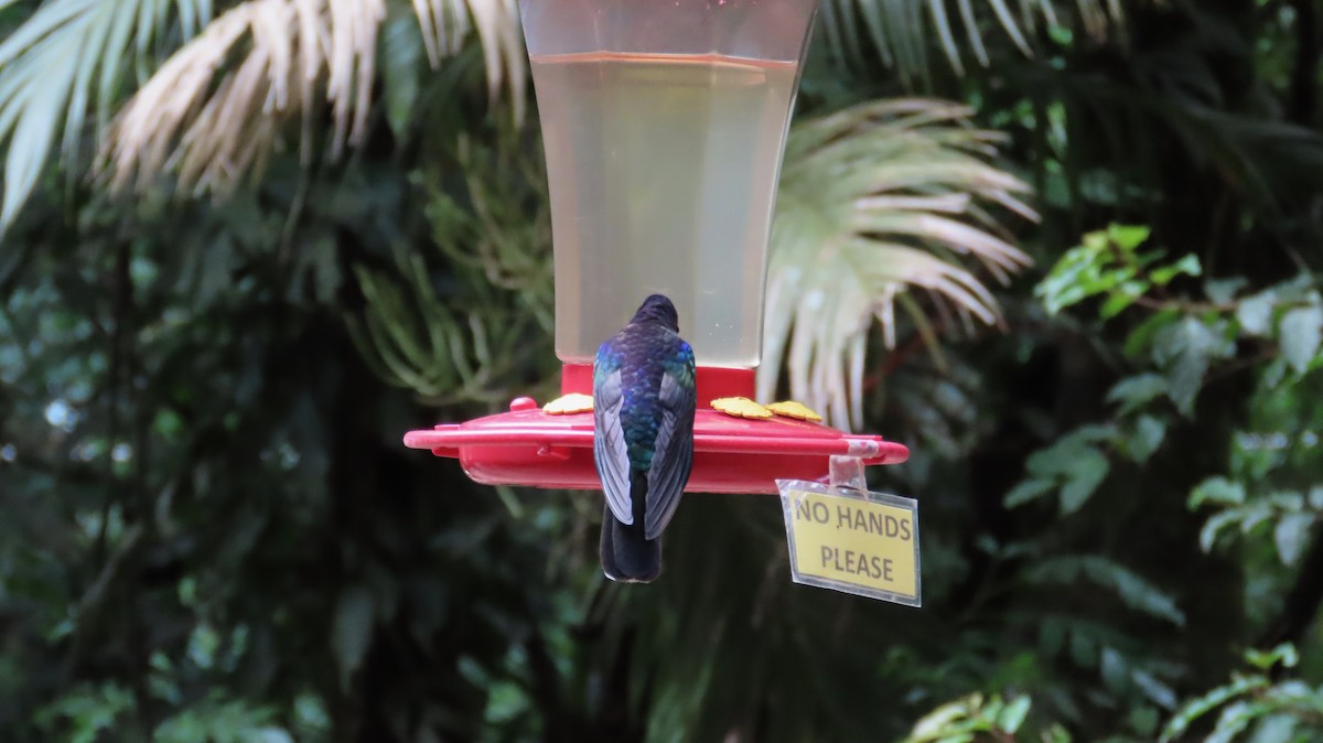 Violet Sabrewing - ML638766510