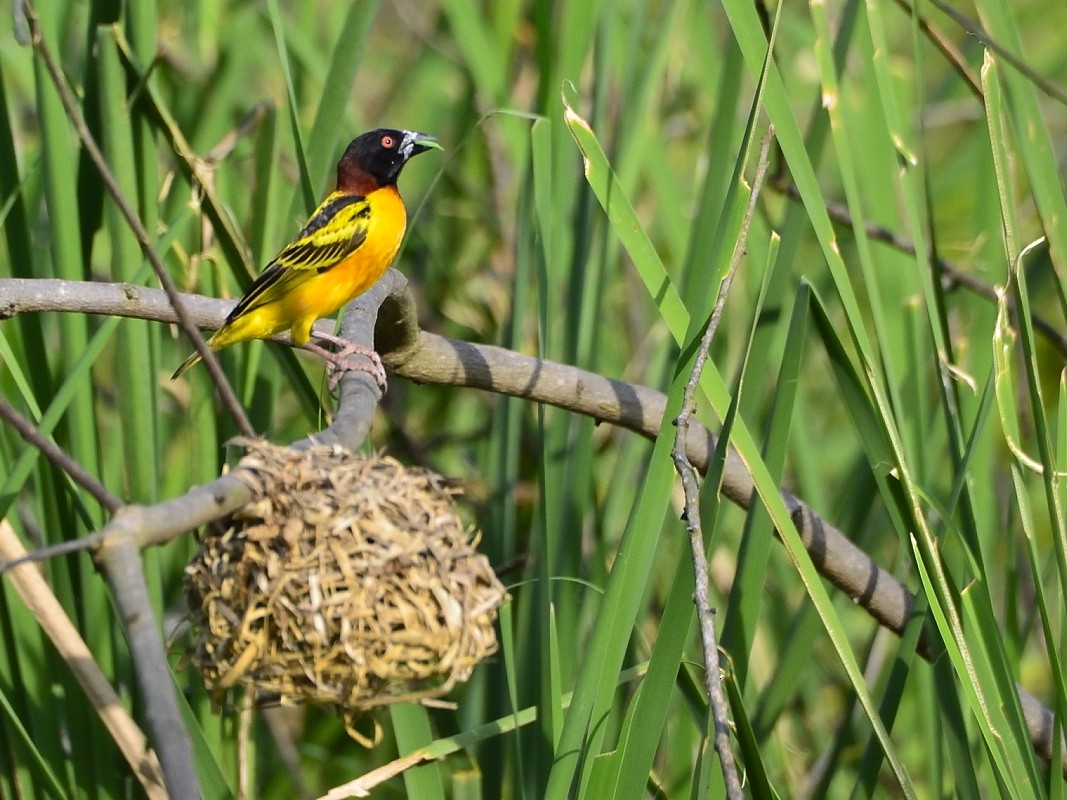 Village Weaver - ML638766541
