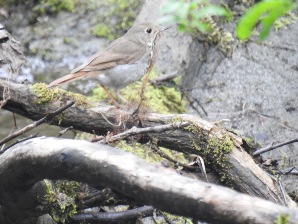 Hermit Thrush - ML638766549