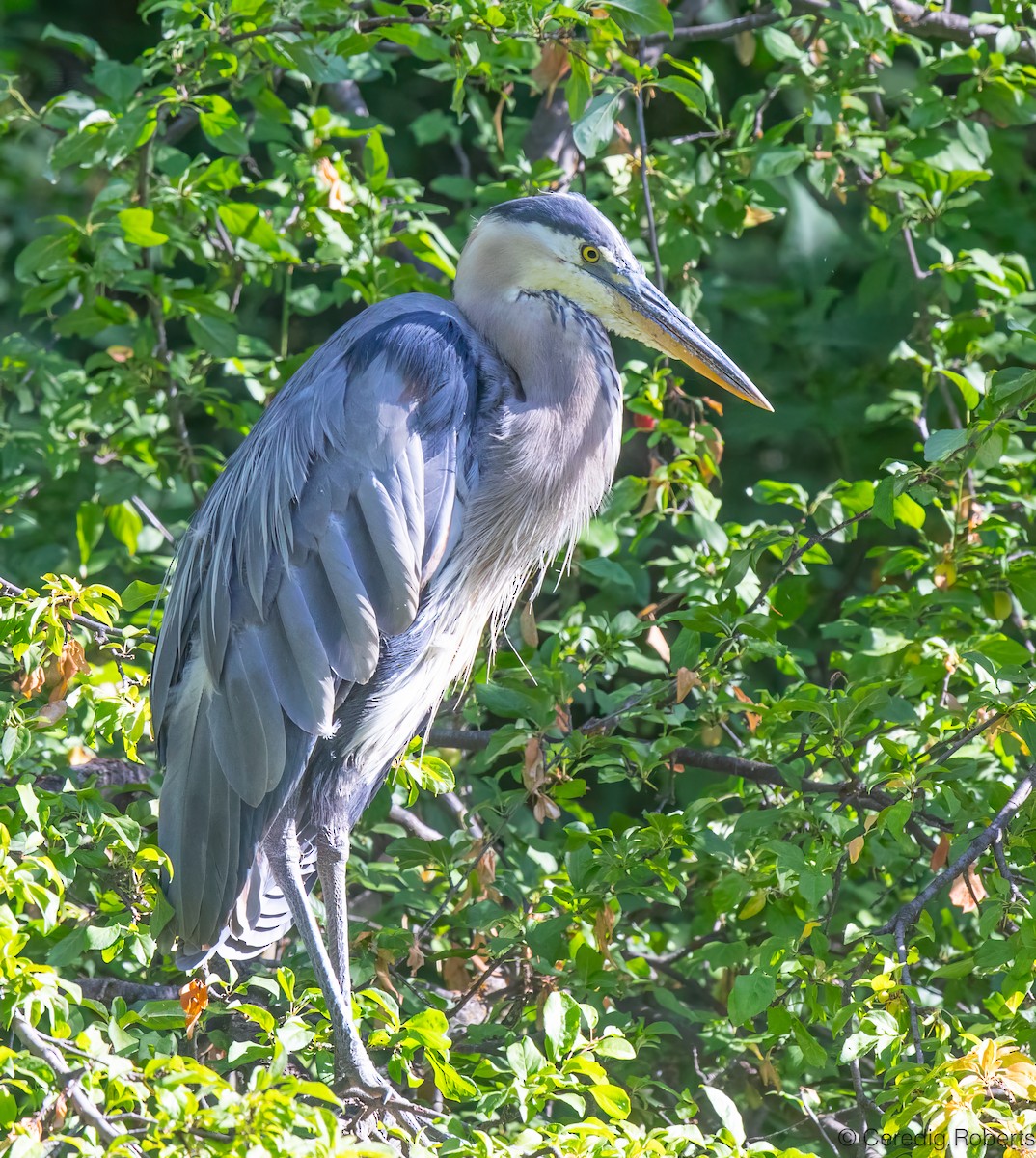 Garza Azulada - ML638766557