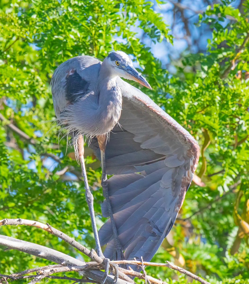 Garza Azulada - ML638766561