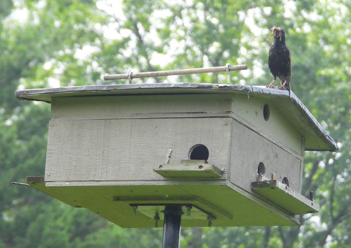 European Starling - ML638766577