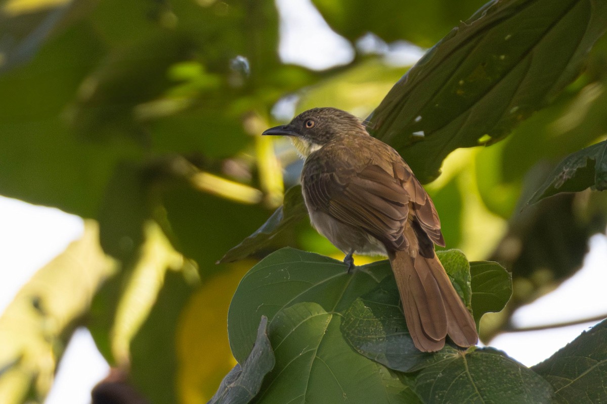Pale-throated Greenbul - ML638766694