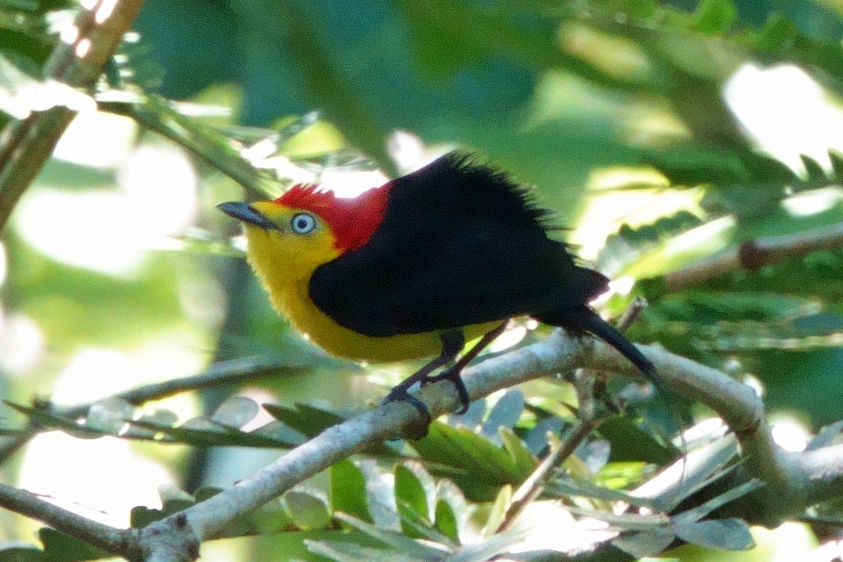 Wire-tailed Manakin - ML638766714