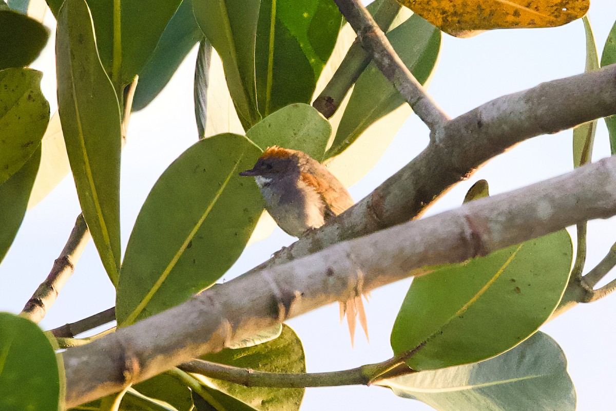 Dark-breasted Spinetail - ML638766718
