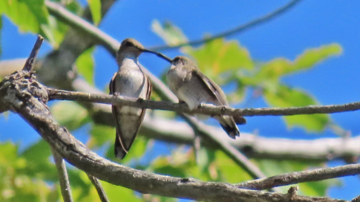 Broad-tailed Hummingbird - ML638766720