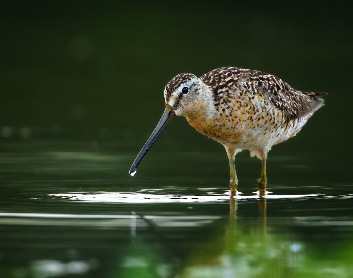 Short-billed Dowitcher - ML638766722