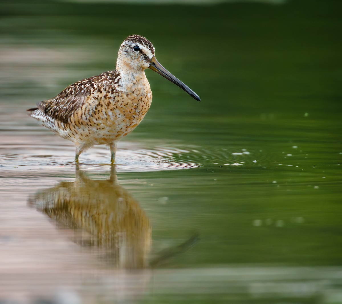 Short-billed Dowitcher - ML638766723
