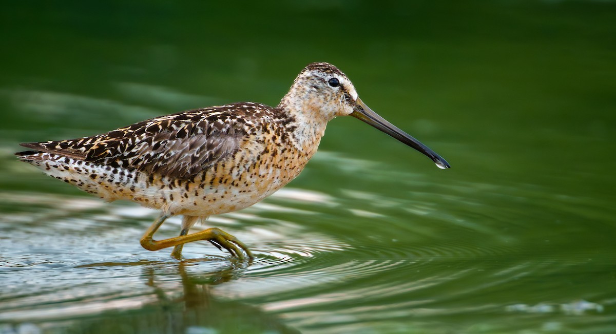 Short-billed Dowitcher - ML638766724