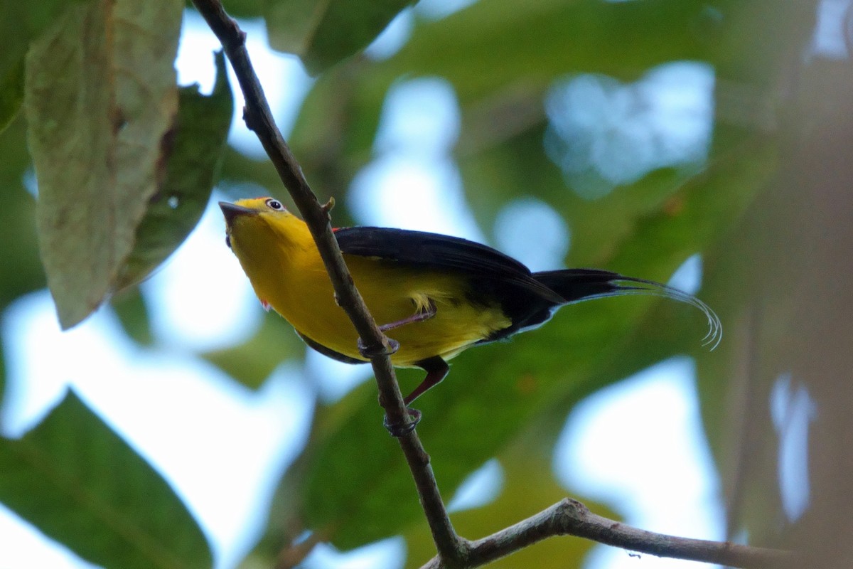 Wire-tailed Manakin - ML638766726